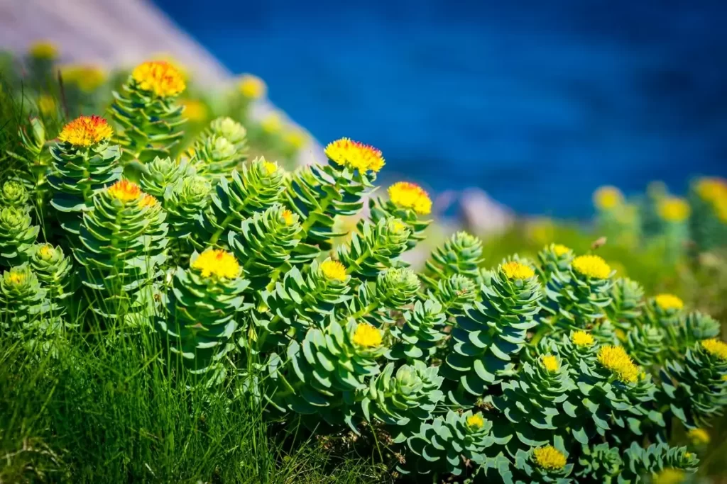 Plante si suplimente pentru calmare ce pot inlocui antidepresivele